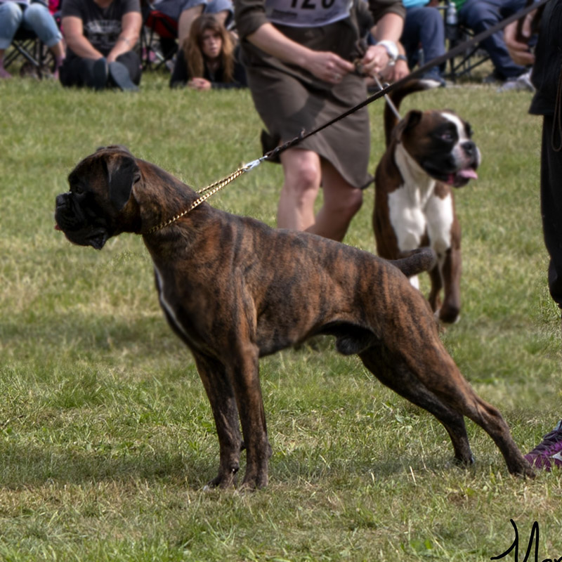 Young Male Brindle